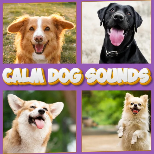 Calming Piano With Wind Sounds For Dogs