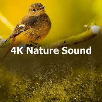 4K Nature Sound by Discovery Nature Sound