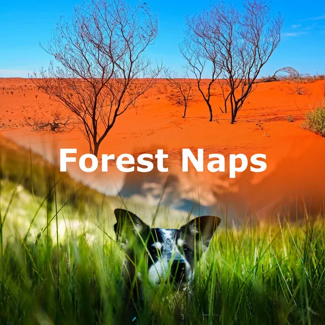 Forest Naps