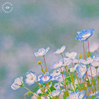 Nemophila by Thirsty Girl