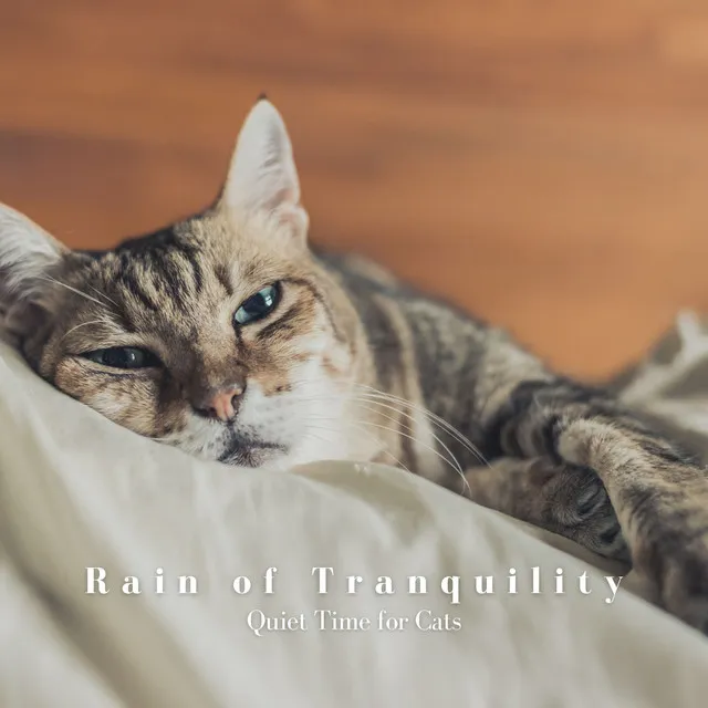 Rain of Tranquility: Quiet Time for Cats