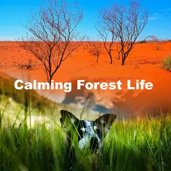 Calming Forest Life by Wildlife Bill