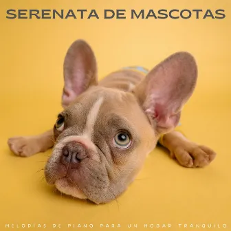 Serenata De Mascotas: Melodías De Piano Para Un Hogar Tranquilo by Salón de jazz relajado