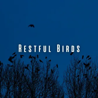 Restful Birds: Heavy Rain and Wind for Deep Sleep by Hurricane Sounds