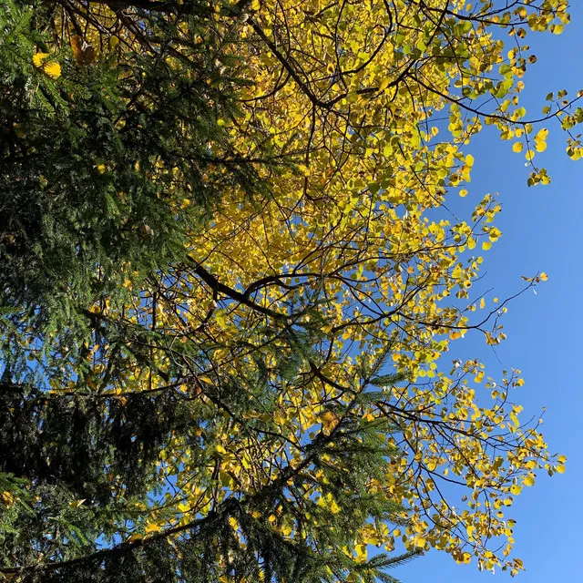 Yellow Leaves