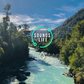 Riverside Sounds for Relaxation, Meditation and Sleep by Sounds of Life