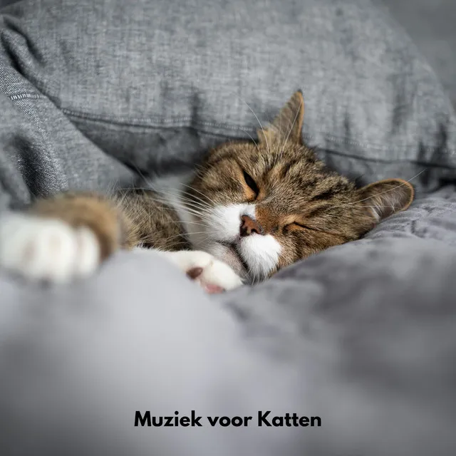 Muziek voor katten