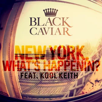 New York, What's Happenin'? by Black Caviar