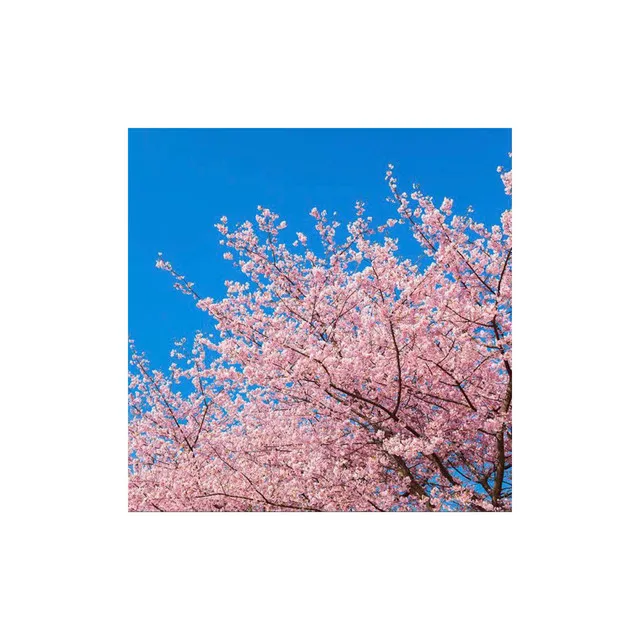 cherry blossom