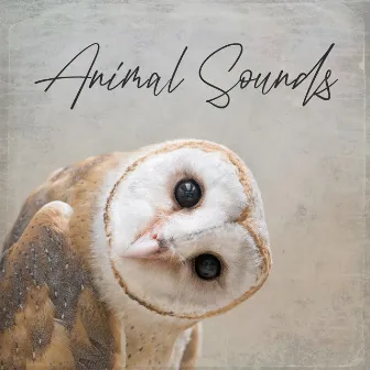 Animal Sounds – Pets, Wildlife And Farm Vibes by Animal Lovers