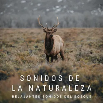 Sonidos De La Naturaleza: Relajantes Sonidos Del Bosque by Tiempo de relajación natural