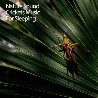 Nature Sound Crickets Music For Sleeping by Deep Sleep Music Experience