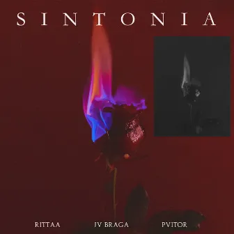 Sintonia by Pvitor