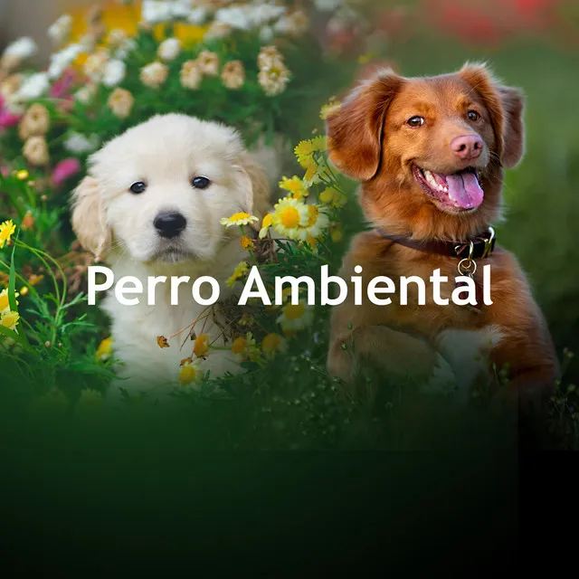 Perro Ambiental