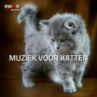 Muziek voor katten - Rustgevende melodieën voor kittens, ontspannende liedjes voor rusteloze dieren, slaapmuziek, antistressliedjes, natuurgeluiden by RW Muziek voor kattenoren