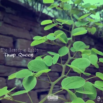 Trap Queen by The Remedy