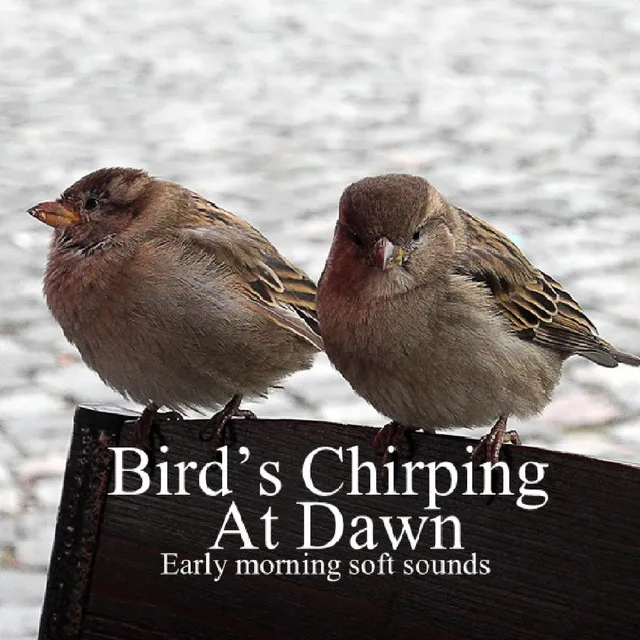 Peaceful Chirping