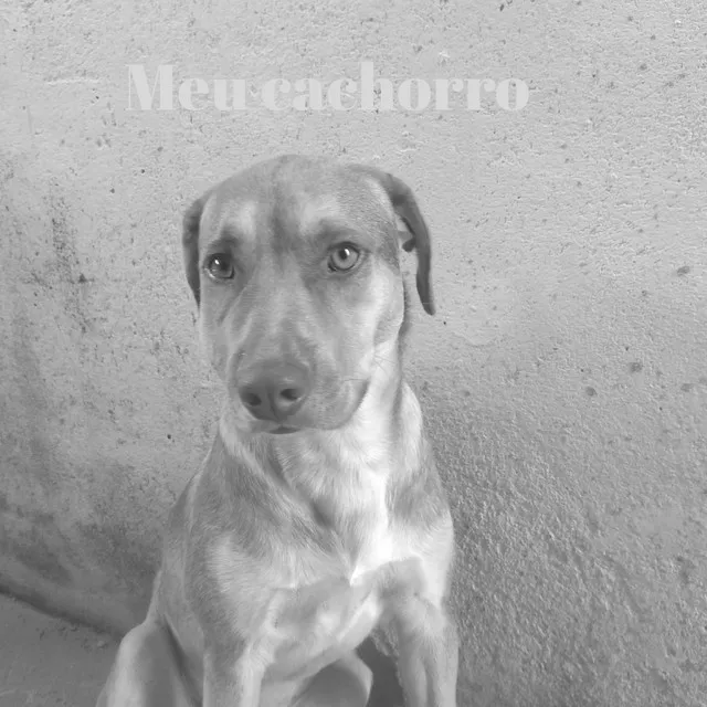 Meu Cachorro