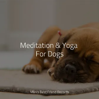 Meditation & Yoga For Dogs by 