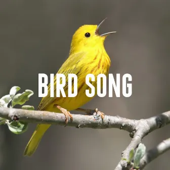 Bird Song by Bird Song