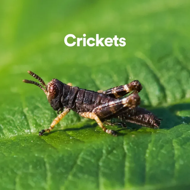 Cricket Sounds