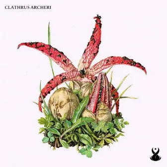 Clathrus Archeri by Tzafu