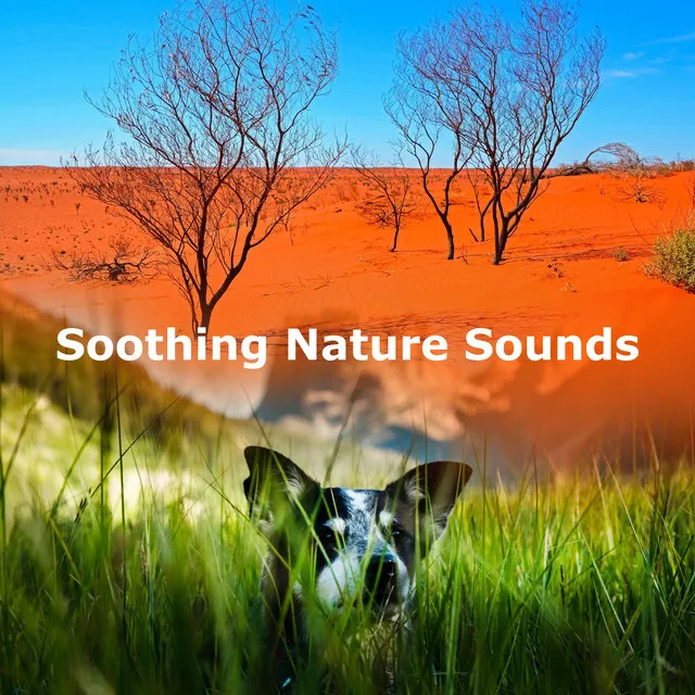 Soothing Nature Sounds