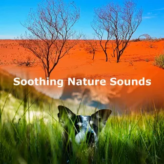 Soothing Nature Sounds by Natures DNA