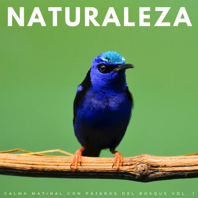 Naturaleza: Calma Matinal Con Pájaros Del Bosque Vol. 1