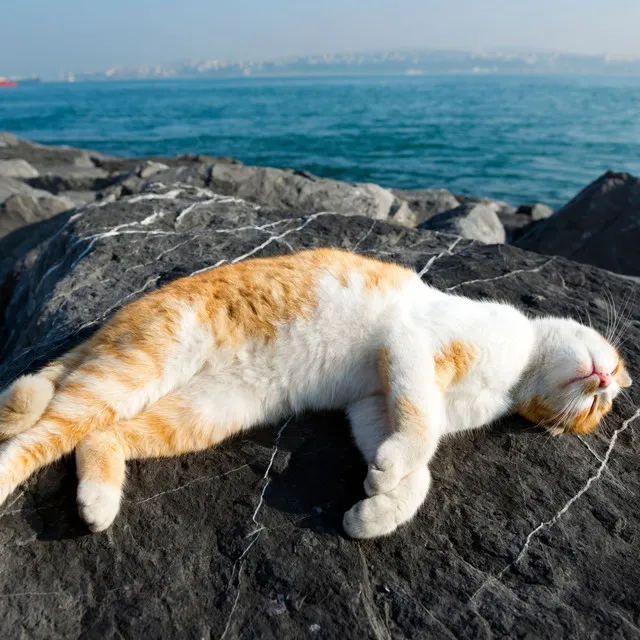 Feline Chill: Binaural Oceanic Bliss for Cats