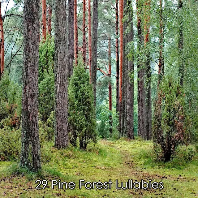 29 Pine Forest Lullabies