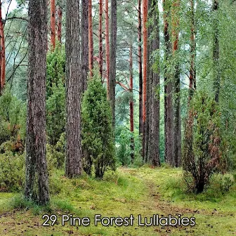 29 Pine Forest Lullabies by Natural Samples