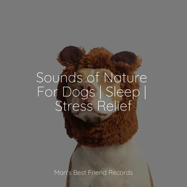 Sounds of Nature For Dogs | Sleep | Stress Relief