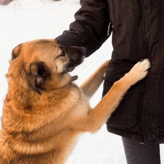 Piano Dog Embrace: Rain Serenades for Your Faithful Friend by The Power of Rain