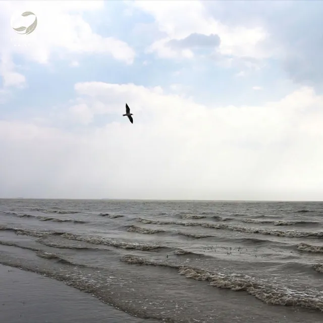 Calm Waves And Melodic Birds