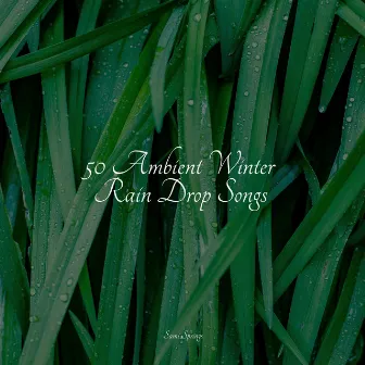 50 Ambient Winter Rain Drop Songs by Rain Sounds ACE