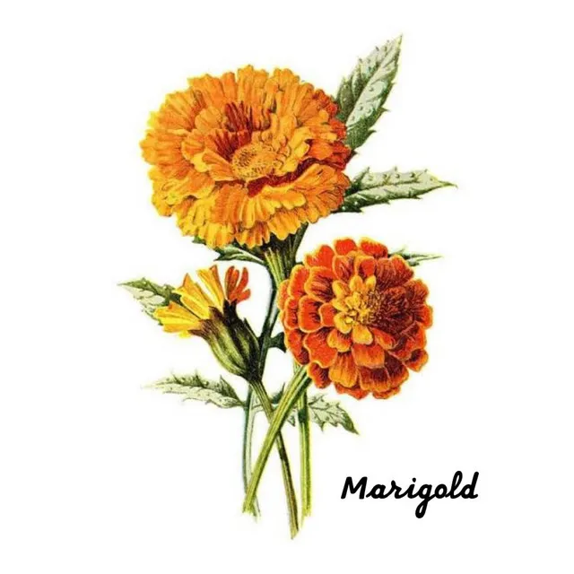 MARIGOLD