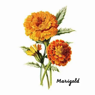 MARIGOLD by Tal Cohen