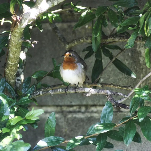 Woodland Lullaby: Nature's Melodies of Forest Birds