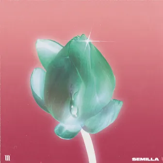 Semilla by BLKMRKT