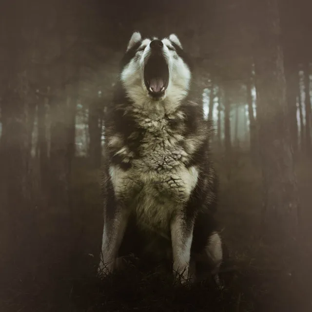 Wolf Spirit