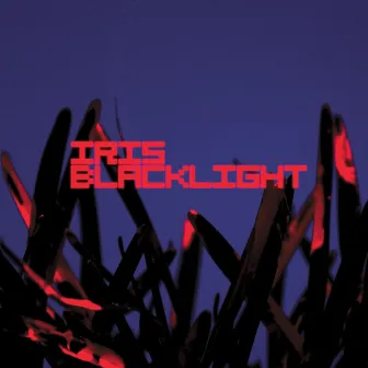 Blacklight by Iris