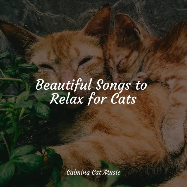 Beautiful Songs to Relax for Cats