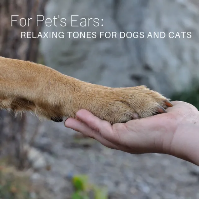 For Pet’s Ears: Relaxing Tones for Dogs and Cats