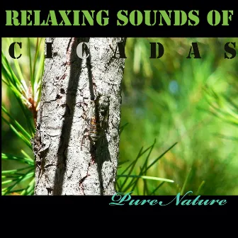 Relaxing Sounds of Cicadas by Unknown Artist