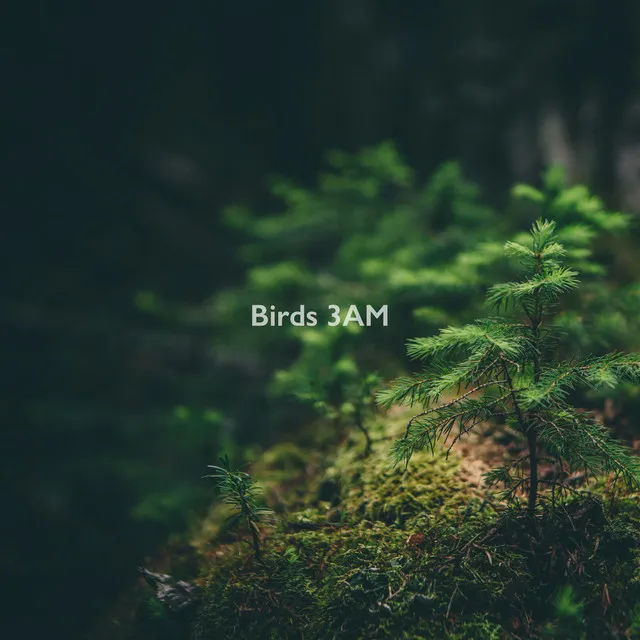 Birds 3AM