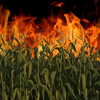 Cornfield on Fire by Burn County