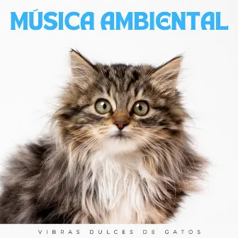 Música Ambiental: Vibras Dulces De Gatos by Estado de distracción