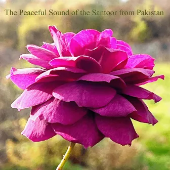 The Peaceful Sound of the Santoor from Pakistan by Ali M Raza