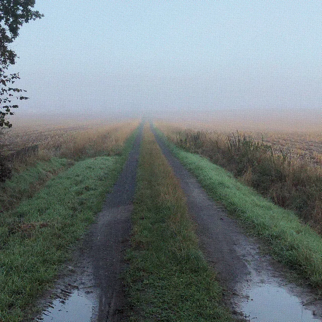 Fog Forms Early In The Morning